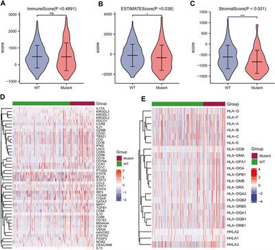 Identification of Novel Characteristics in TP53-Mutant Hepatocellular Carcinoma Using Bioinformatics